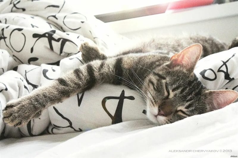 100 открыток с добрым утром с котятами и кошками #56
