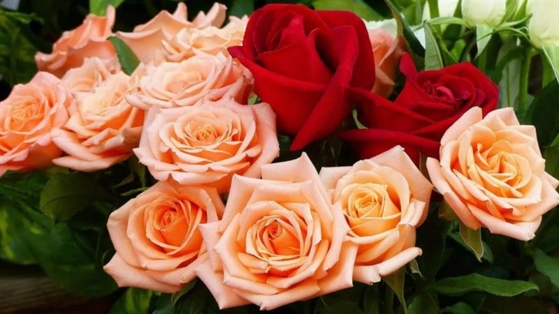 Букеты роз: 180 красивых картинок #71