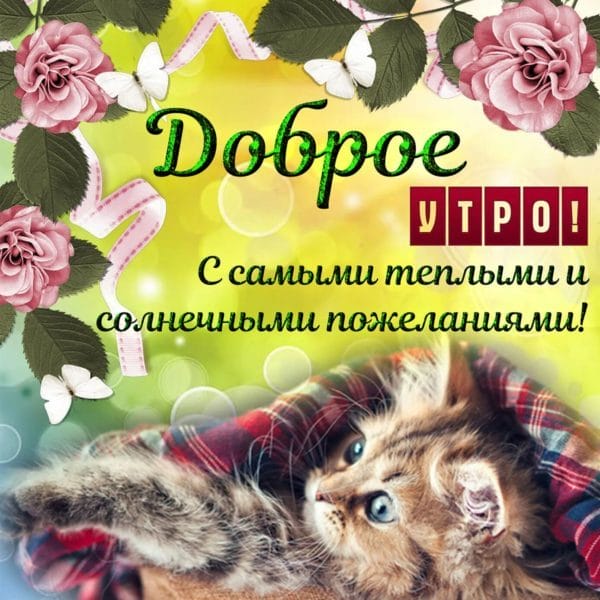 100 открыток с добрым утром с котятами и кошками #68