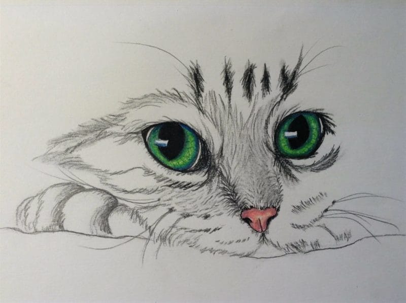 215 прикольных рисунков котов и кошек #203