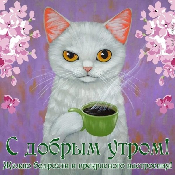 100 открыток с добрым утром с котятами и кошками #67