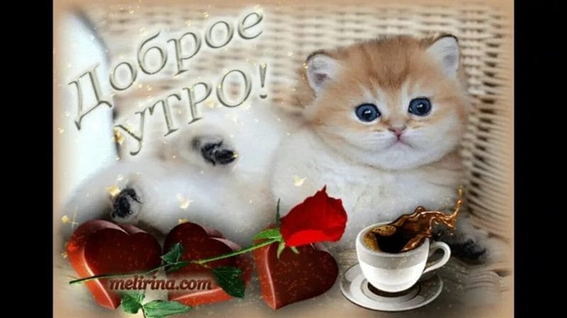 100 открыток с добрым утром с котятами и кошками #63