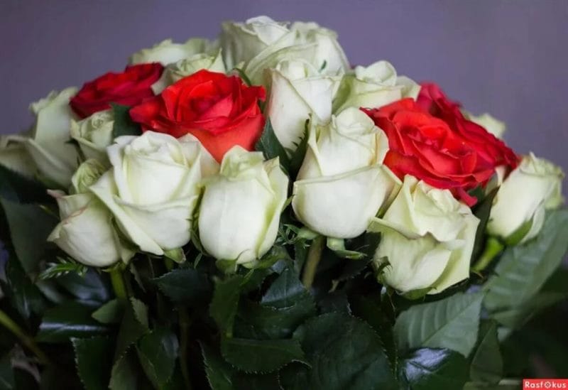 Букеты роз: 180 красивых картинок #68