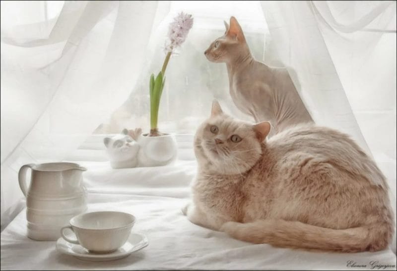 100 открыток с добрым утром с котятами и кошками #16