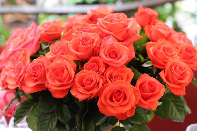 Букеты роз: 180 красивых картинок #57