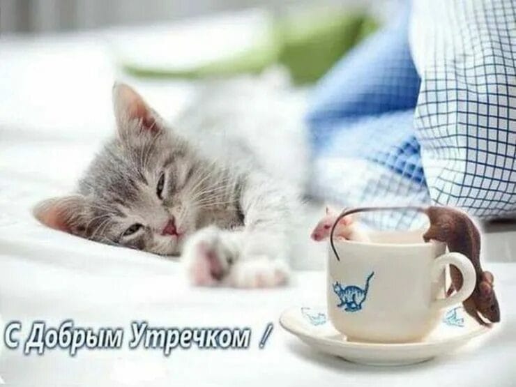 100 открыток с добрым утром с котятами и кошками #9