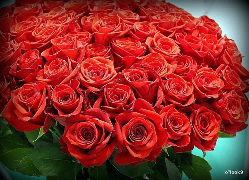 Букеты роз: 180 красивых картинок #9