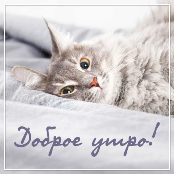 100 открыток с добрым утром с котятами и кошками #73