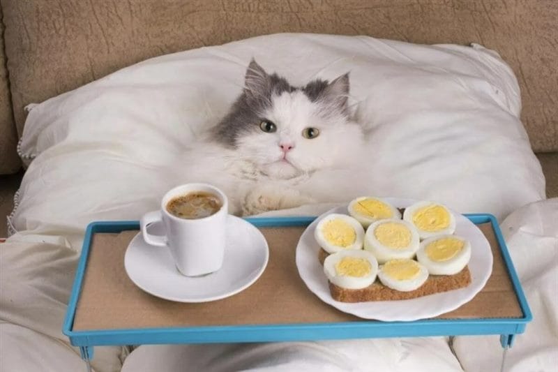 100 открыток с добрым утром с котятами и кошками #17