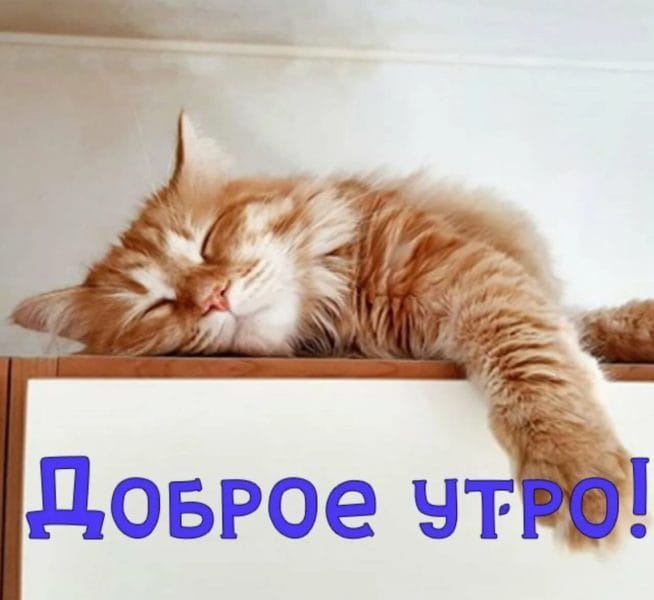 100 открыток с добрым утром с котятами и кошками #15