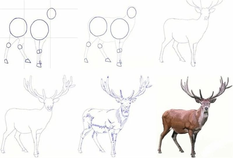 150 легких рисунков животных карандашами и не только #27