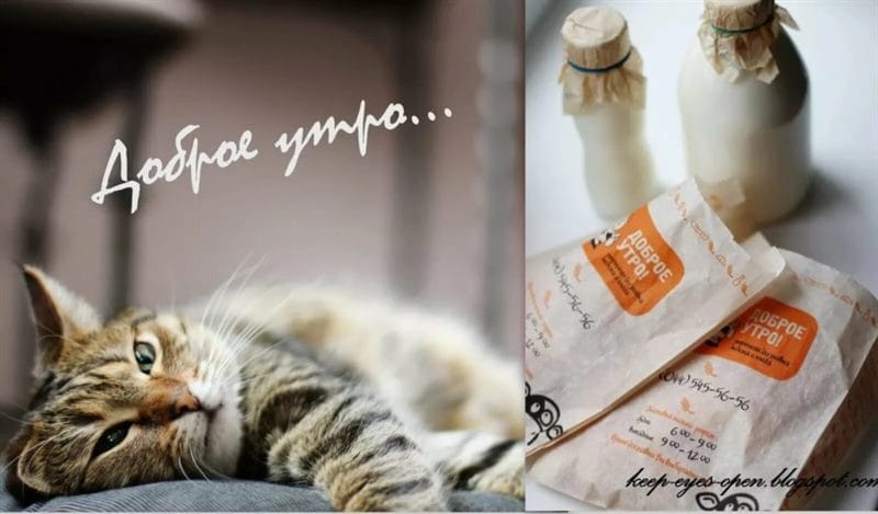100 открыток с добрым утром с котятами и кошками #42