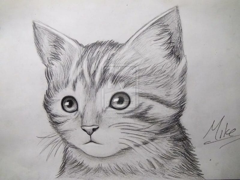215 прикольных рисунков котов и кошек #124