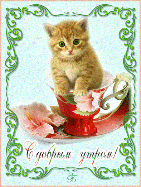 100 открыток с добрым утром с котятами и кошками #50