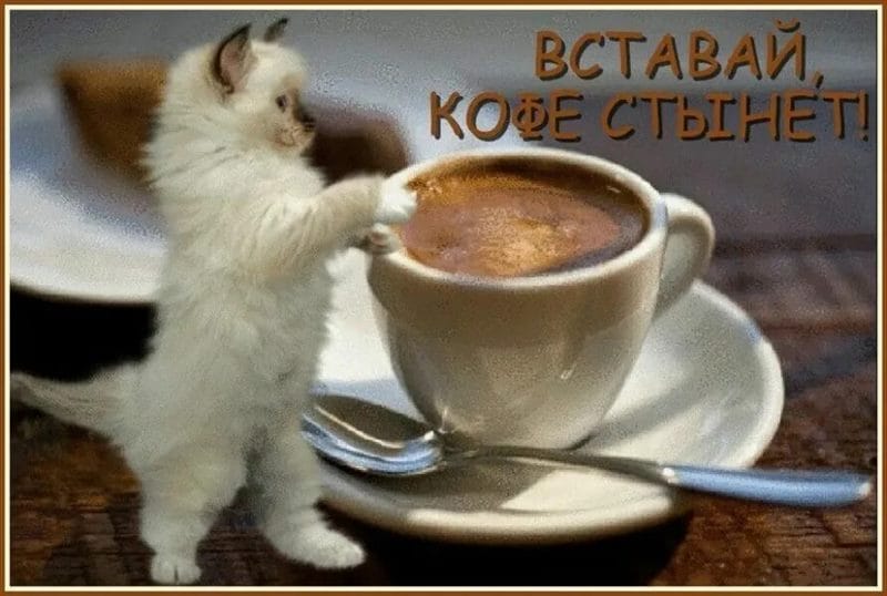 100 открыток с добрым утром с котятами и кошками #40