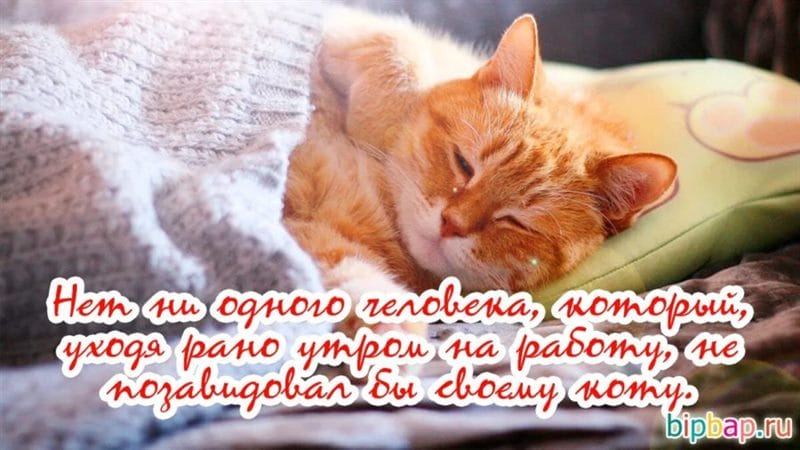 100 открыток с добрым утром с котятами и кошками #62