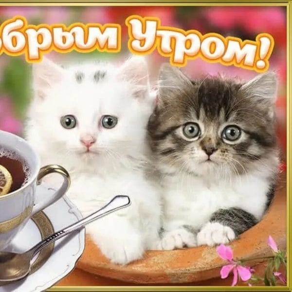 100 открыток с добрым утром с котятами и кошками #8