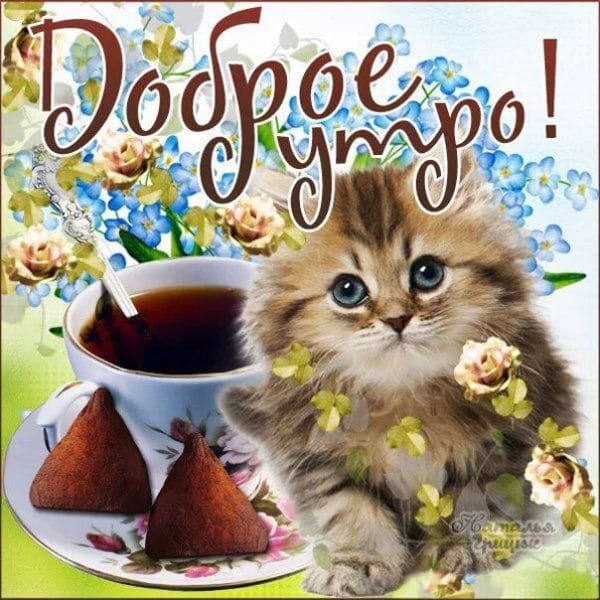 100 открыток с добрым утром с котятами и кошками #51