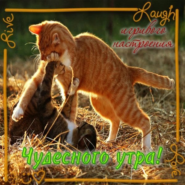 100 открыток с добрым утром с котятами и кошками #98