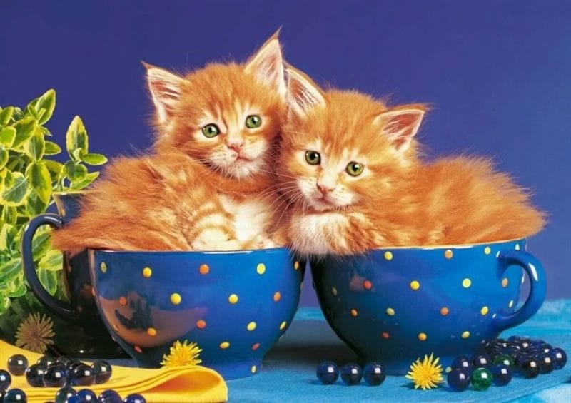 100 открыток с добрым утром с котятами и кошками #24