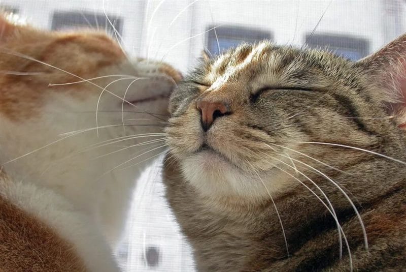 100 открыток с добрым утром с котятами и кошками #95