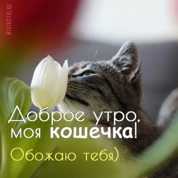100 открыток с добрым утром с котятами и кошками #33