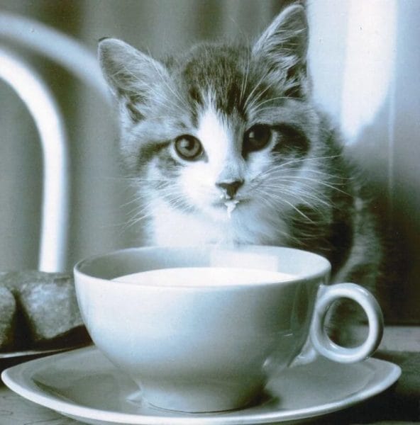 100 открыток с добрым утром с котятами и кошками #76