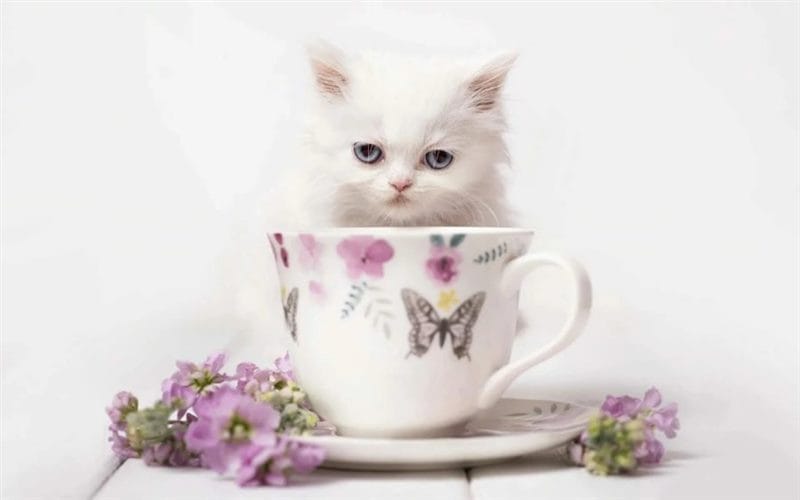 100 открыток с добрым утром с котятами и кошками #47