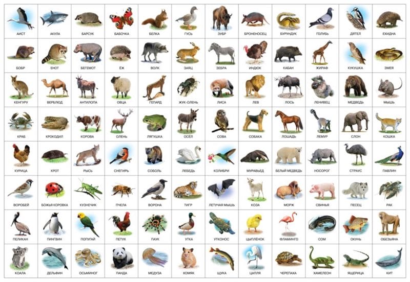 100 картинок с разными животными для малышей #3