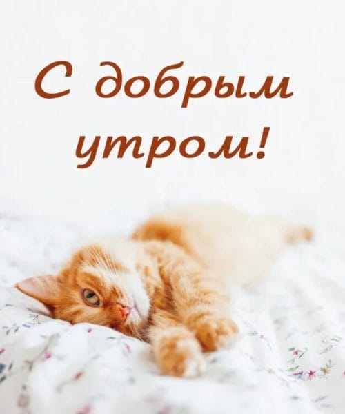 100 открыток с добрым утром с котятами и кошками #7