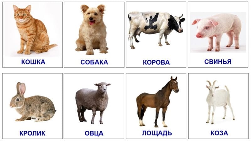 100 картинок с разными животными для малышей #9