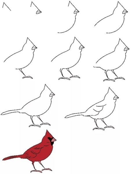 120 рисунков птиц для детей и взрослых #31