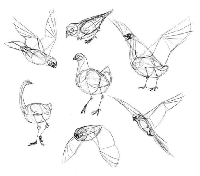 120 рисунков птиц для детей и взрослых #79