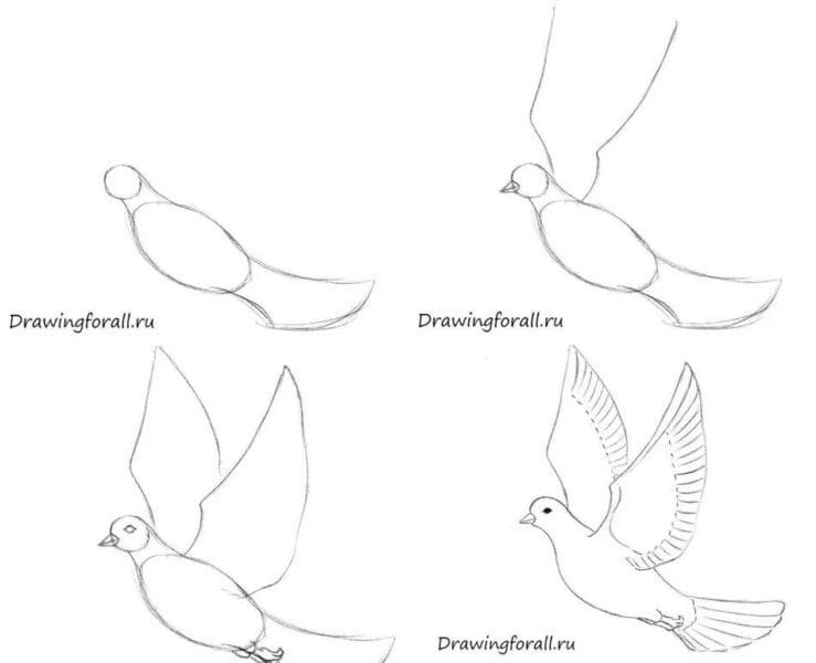 120 рисунков птиц для детей и взрослых #17