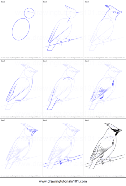 120 рисунков птиц для детей и взрослых #26