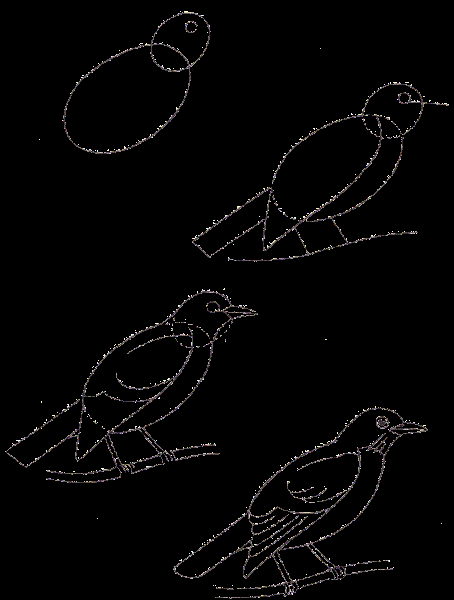 120 рисунков птиц для детей и взрослых #35