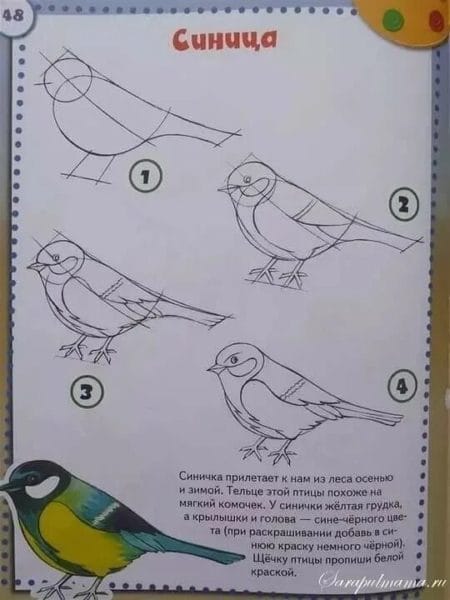 120 рисунков птиц для детей и взрослых #89