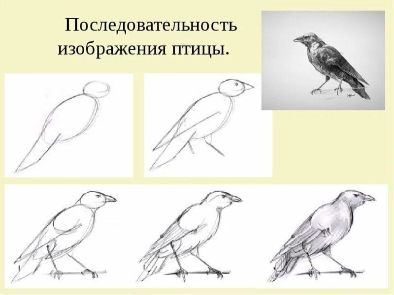 120 рисунков птиц для детей и взрослых #41