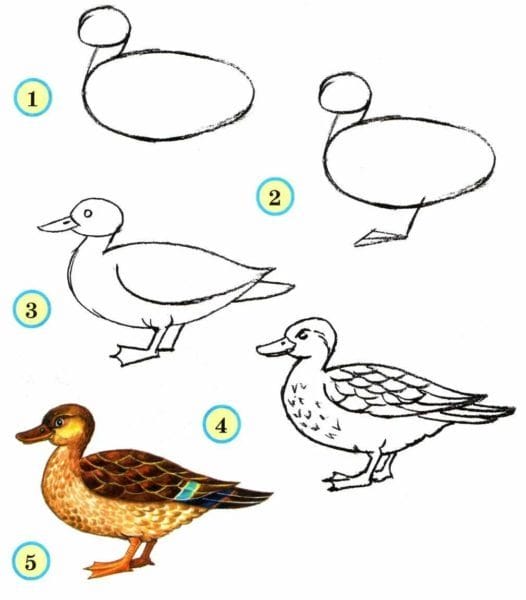 120 рисунков птиц для детей и взрослых #16