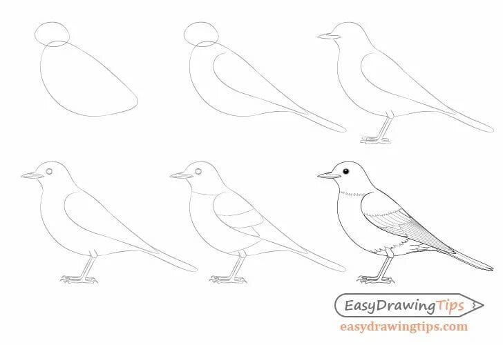 120 рисунков птиц для детей и взрослых #90