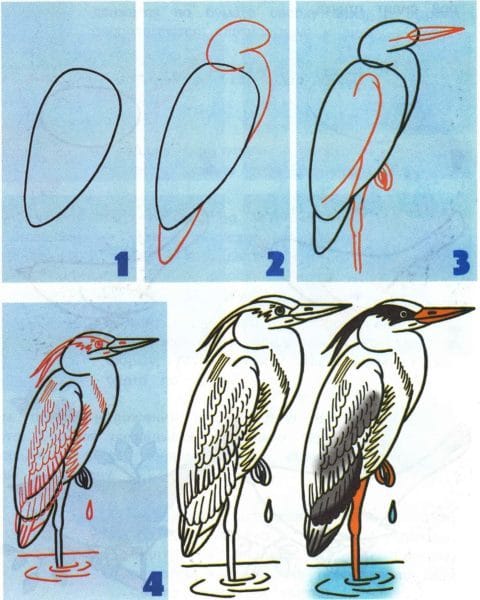 120 рисунков птиц для детей и взрослых #28