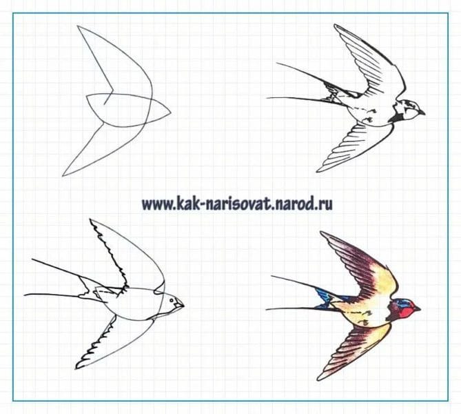 120 рисунков птиц для детей и взрослых #40