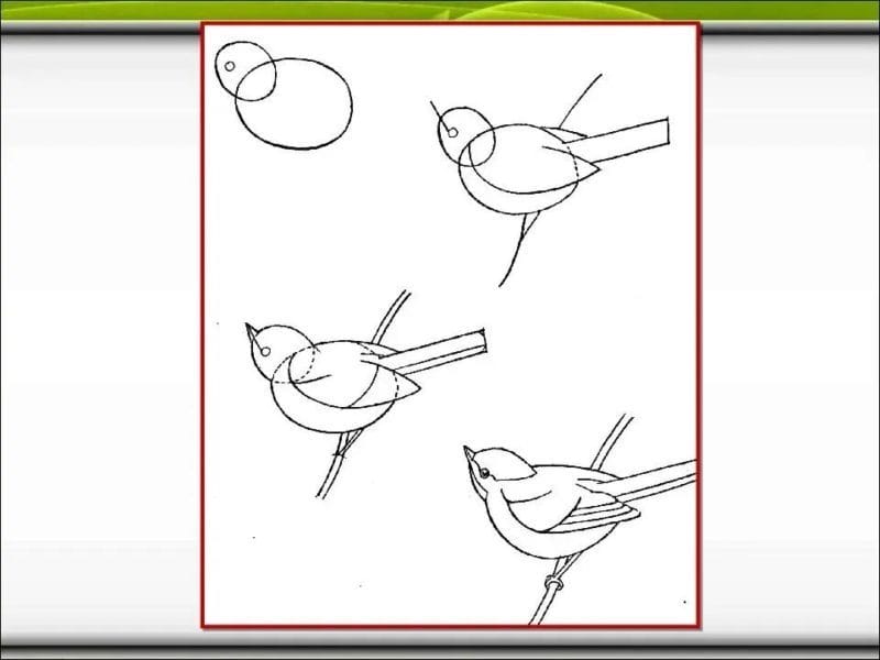 120 рисунков птиц для детей и взрослых #2