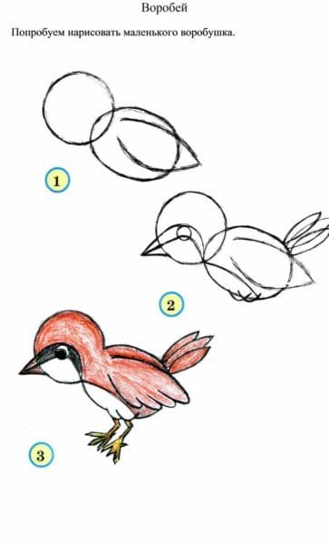 120 рисунков птиц для детей и взрослых #99