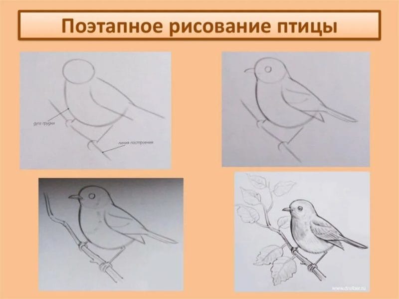 120 рисунков птиц для детей и взрослых #3