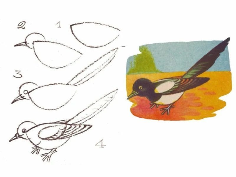 120 рисунков птиц для детей и взрослых #101