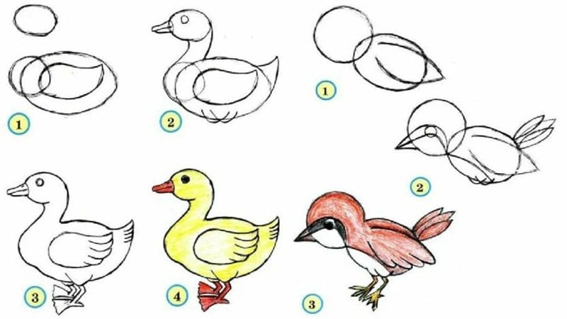 120 рисунков птиц для детей и взрослых #63