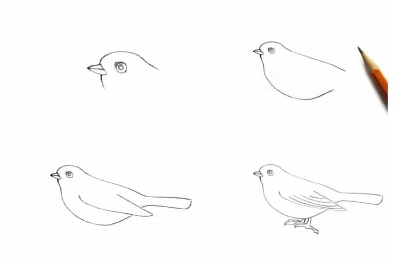 120 рисунков птиц для детей и взрослых #12