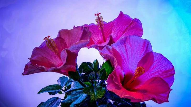 Самые красивые цветы: 180 фото #16