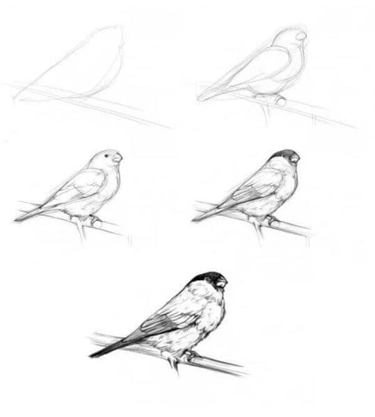 120 рисунков птиц для детей и взрослых #13